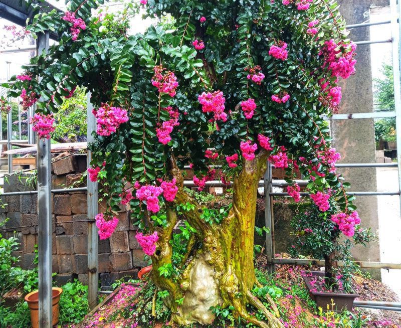 七种吉祥树，有的花美，有的爱结果，房前屋后种一棵，实用又旺家