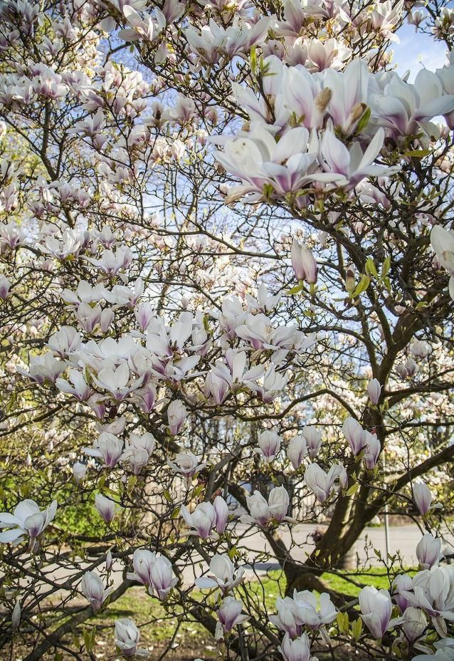 七种吉祥树，有的花美，有的爱结果，房前屋后种一棵，实用又旺家
