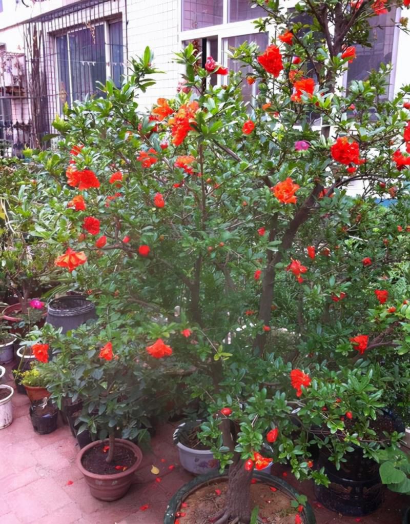 七种吉祥树，有的花美，有的爱结果，房前屋后种一棵，实用又旺家