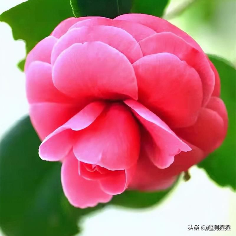 声音超级好听的五大星座，看看你上榜没有？