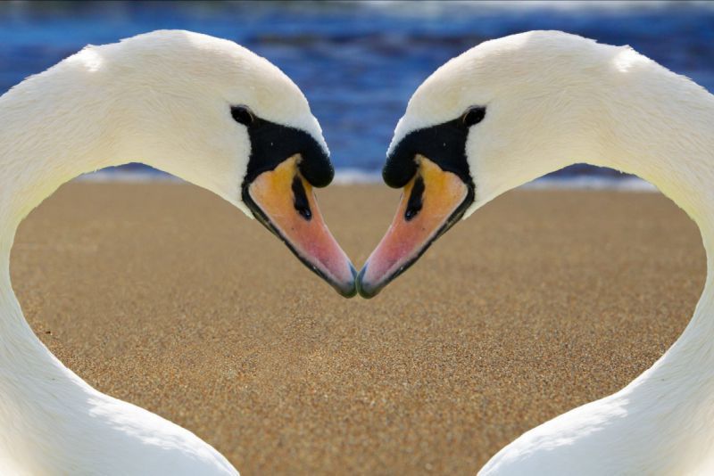 2022年双鱼座一整年的运势解析：哪一个月的你能“好事成双”