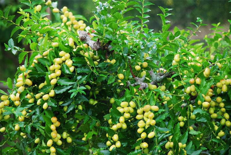 七种吉祥树，有的花美，有的爱结果，房前屋后种一棵，实用又旺家