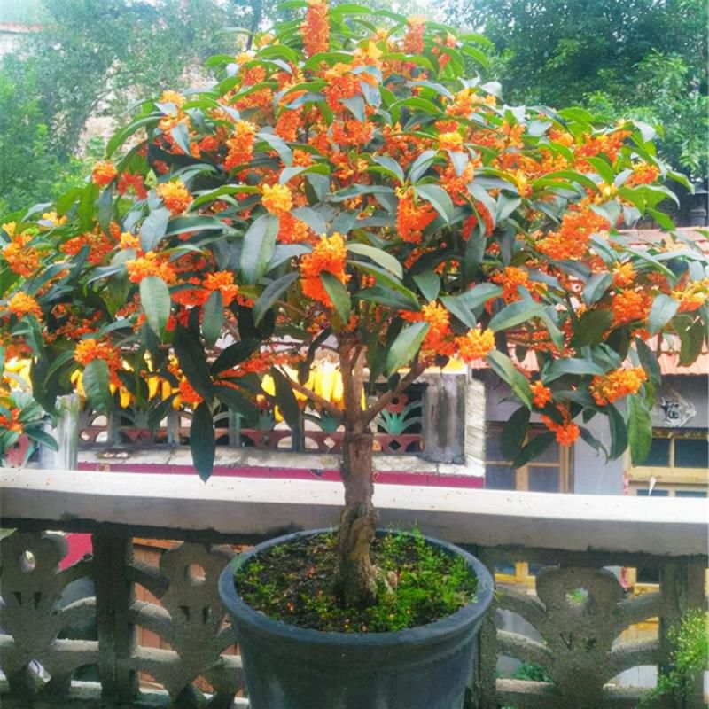 七种吉祥树，有的花美，有的爱结果，房前屋后种一棵，实用又旺家