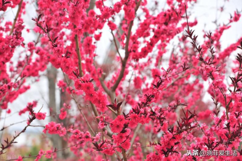 为什么过年要养桃花？宏图大展、福运临门，粉嫩无暇、旺财又养人
