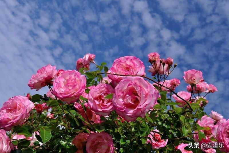 2022年摩羯座运势大爆发，事业进展稳步有序，拓展更大的进步空间