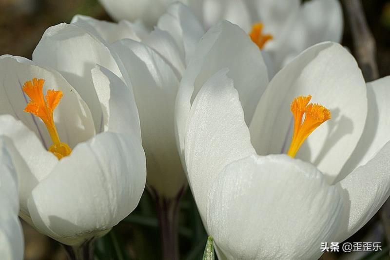 有富婆命的4个星座女，家庭关系温馨和睦，生活状态安逸美好