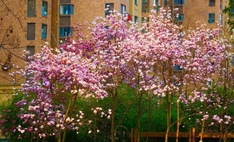 七种吉祥树，有的花美，有的爱结果，房前屋后种一棵，实用又旺家