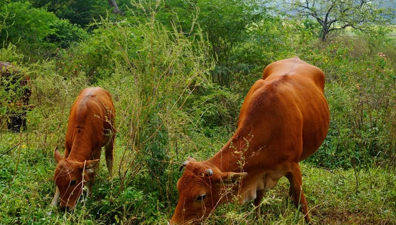 生肖牛跟这个属相结婚，天生一对，幸福美满！