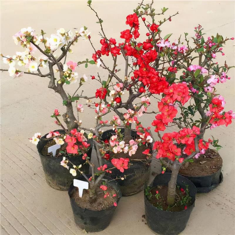 七种吉祥树，有的花美，有的爱结果，房前屋后种一棵，实用又旺家