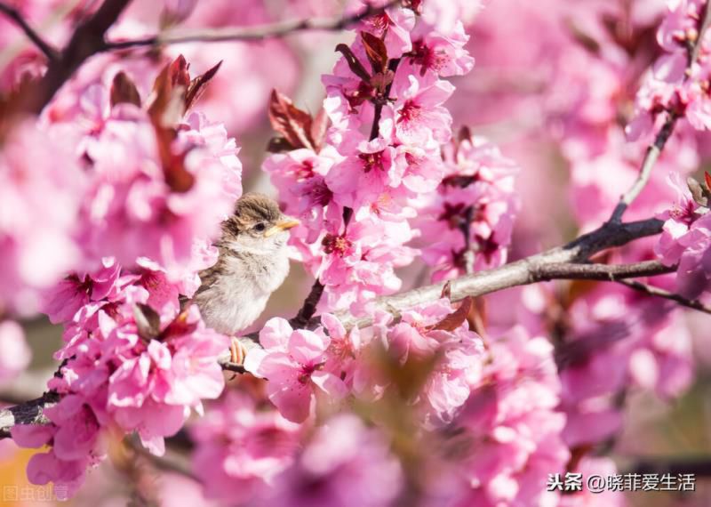 为什么过年要养桃花？宏图大展、福运临门，粉嫩无暇、旺财又养人