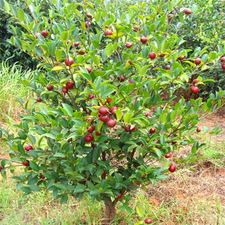 七种吉祥树，有的花美，有的爱结果，房前屋后种一棵，实用又旺家
