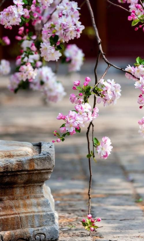七种吉祥树，有的花美，有的爱结果，房前屋后种一棵，实用又旺家