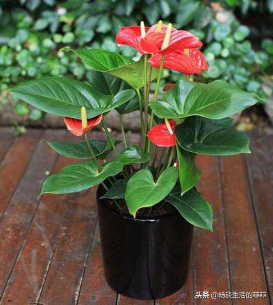 红掌在家居风水中的作用，摆放对了对宅中的女主人特别好