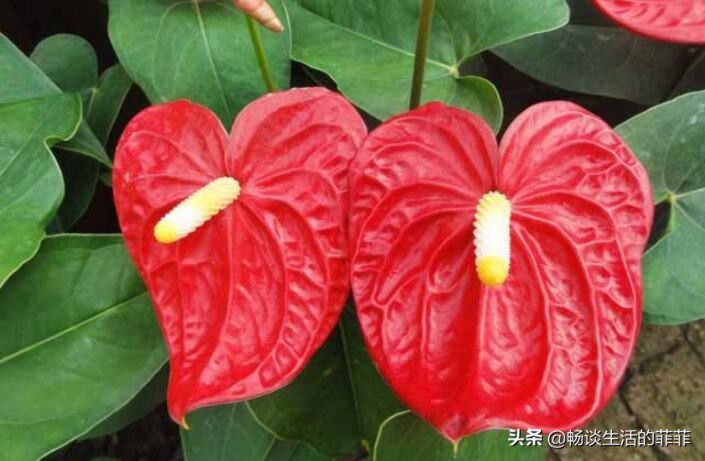 红掌在家居风水中的作用，摆放对了对宅中的女主人特别好