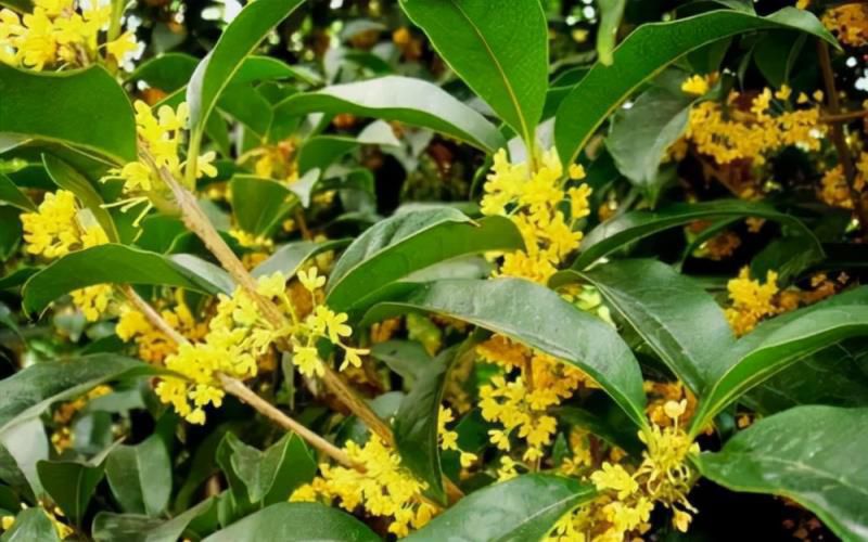 七种吉祥树，有的花美，有的爱结果，房前屋后种一棵，实用又旺家