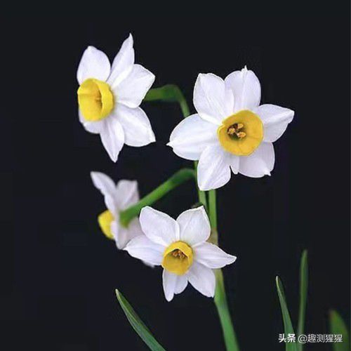 声音超级好听的五大星座，看看你上榜没有？