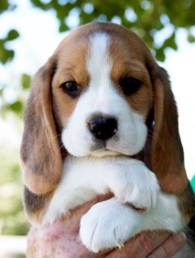 根据你的出生日期，养猫狗可能使你衰到贴地，霉运连连