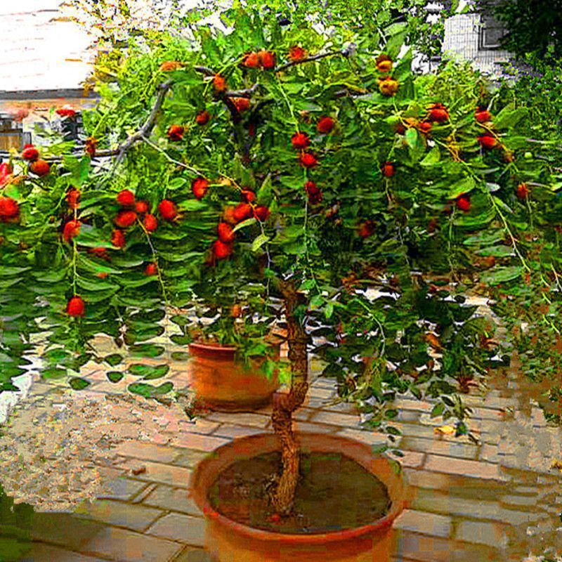 七种吉祥树，有的花美，有的爱结果，房前屋后种一棵，实用又旺家