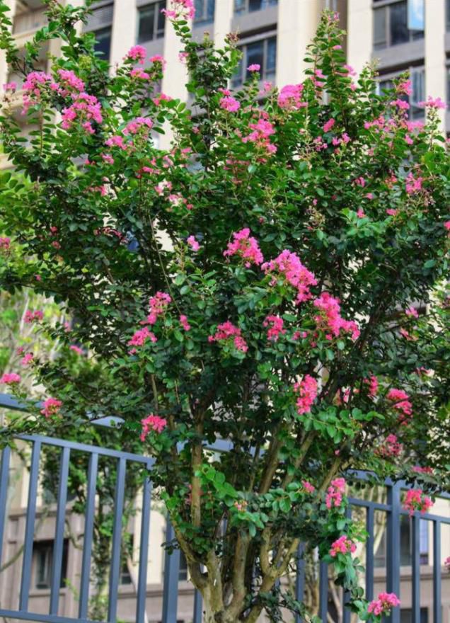 七种吉祥树，有的花美，有的爱结果，房前屋后种一棵，实用又旺家