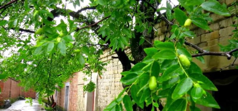 七种吉祥树，有的花美，有的爱结果，房前屋后种一棵，实用又旺家