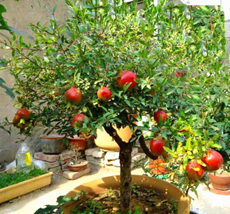 七种吉祥树，有的花美，有的爱结果，房前屋后种一棵，实用又旺家