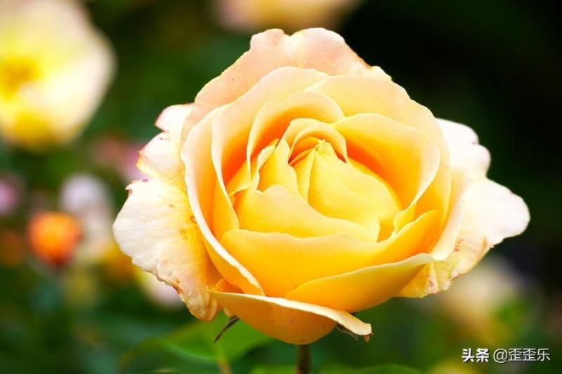 2022年摩羯座运势大爆发，事业进展稳步有序，拓展更大的进步空间