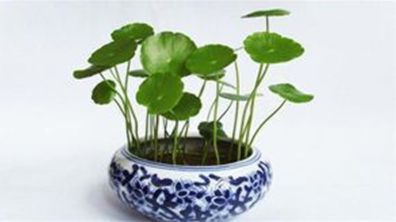 你家的植物和你的生肖相冲吗？