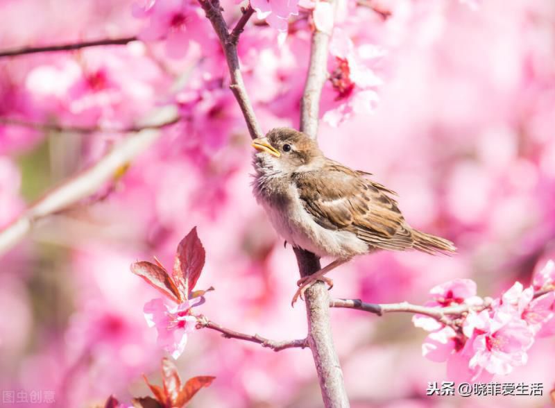 为什么过年要养桃花？宏图大展、福运临门，粉嫩无暇、旺财又养人