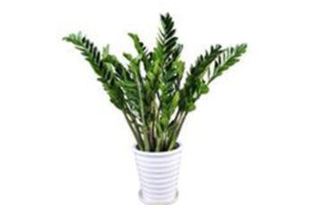 你家的植物和你的生肖相冲吗？