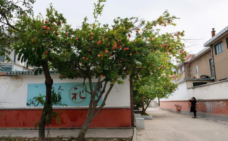 七种吉祥树，有的花美，有的爱结果，房前屋后种一棵，实用又旺家