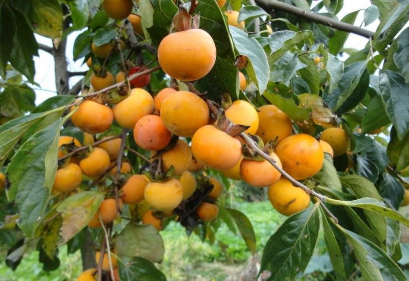 七种吉祥树，有的花美，有的爱结果，房前屋后种一棵，实用又旺家