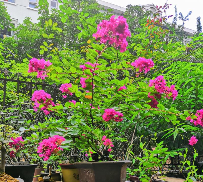 七种吉祥树，有的花美，有的爱结果，房前屋后种一棵，实用又旺家