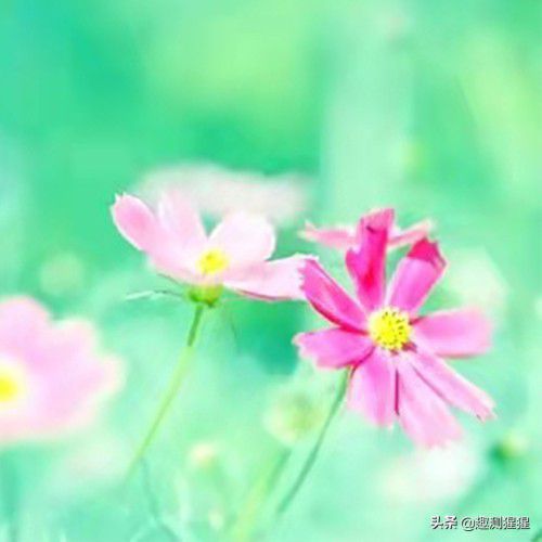 声音超级好听的五大星座，看看你上榜没有？