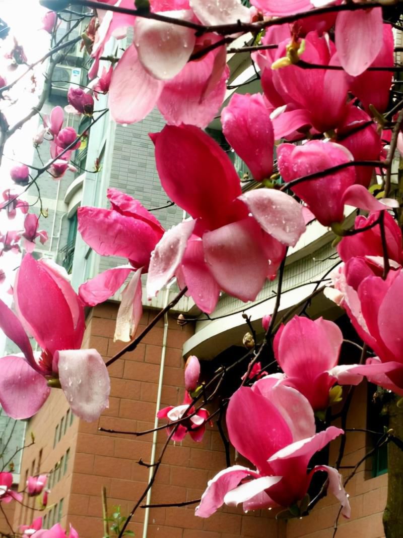 七种吉祥树，有的花美，有的爱结果，房前屋后种一棵，实用又旺家