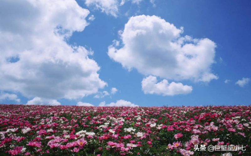 外表温暖，内心冰冷的星座，有时候被爱情所困，却始终清醒