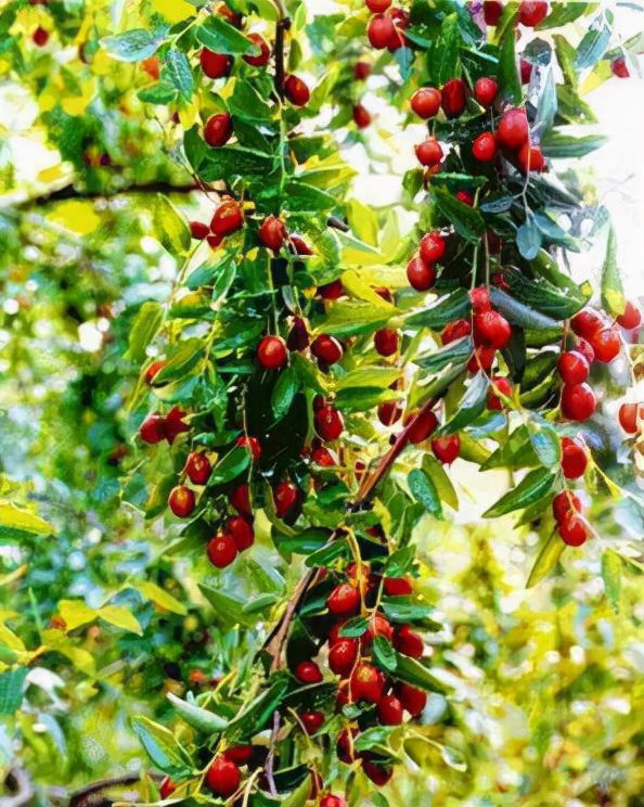 七种吉祥树，有的花美，有的爱结果，房前屋后种一棵，实用又旺家