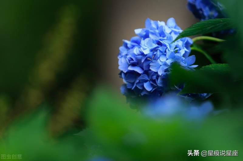 一直默默爱着水瓶座的星座