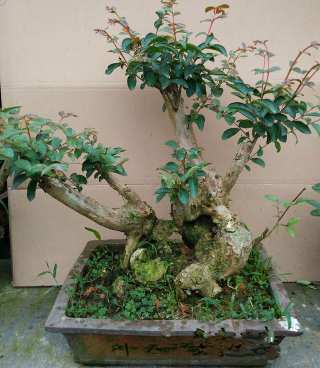 七种吉祥树，有的花美，有的爱结果，房前屋后种一棵，实用又旺家