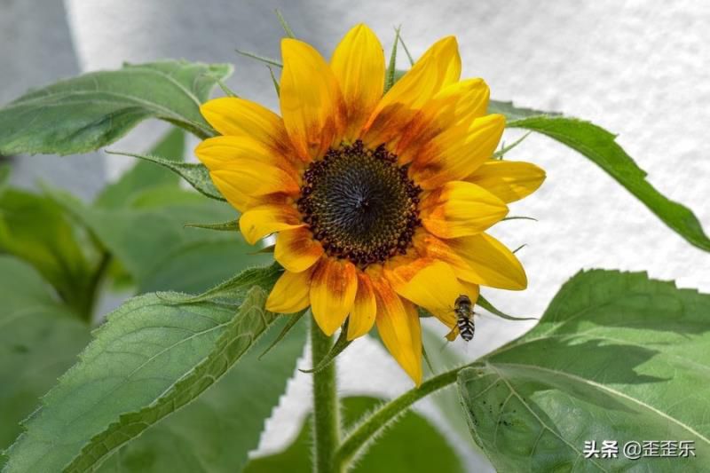 有富婆命的4个星座女，家庭关系温馨和睦，生活状态安逸美好