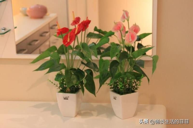 红掌在家居风水中的作用，摆放对了对宅中的女主人特别好