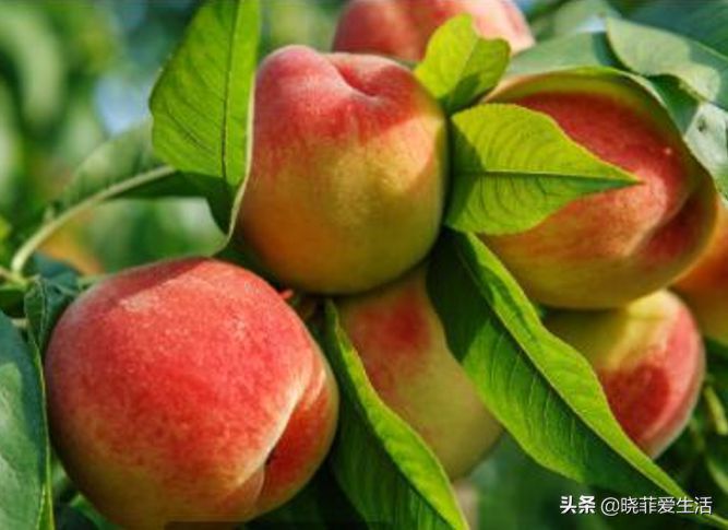 为什么过年要养桃花？宏图大展、福运临门，粉嫩无暇、旺财又养人