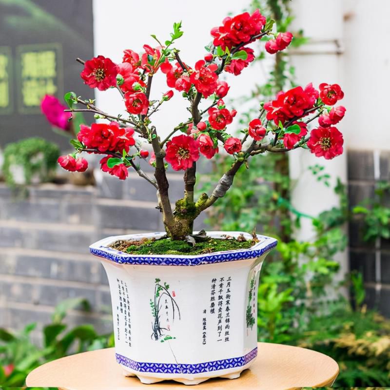 七种吉祥树，有的花美，有的爱结果，房前屋后种一棵，实用又旺家