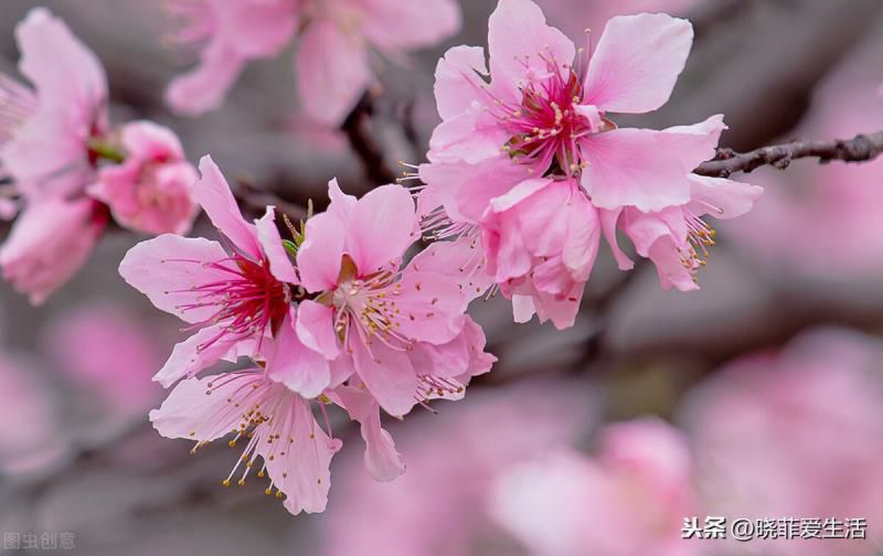 为什么过年要养桃花？宏图大展、福运临门，粉嫩无暇、旺财又养人