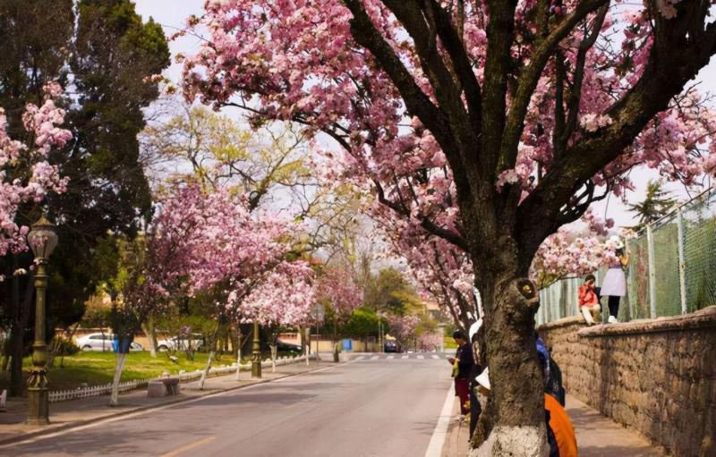 七种吉祥树，有的花美，有的爱结果，房前屋后种一棵，实用又旺家