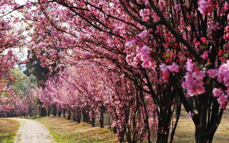 七种吉祥树，有的花美，有的爱结果，房前屋后种一棵，实用又旺家