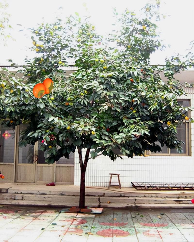 七种吉祥树，有的花美，有的爱结果，房前屋后种一棵，实用又旺家