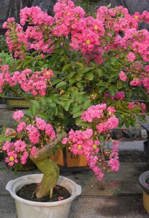 七种吉祥树，有的花美，有的爱结果，房前屋后种一棵，实用又旺家