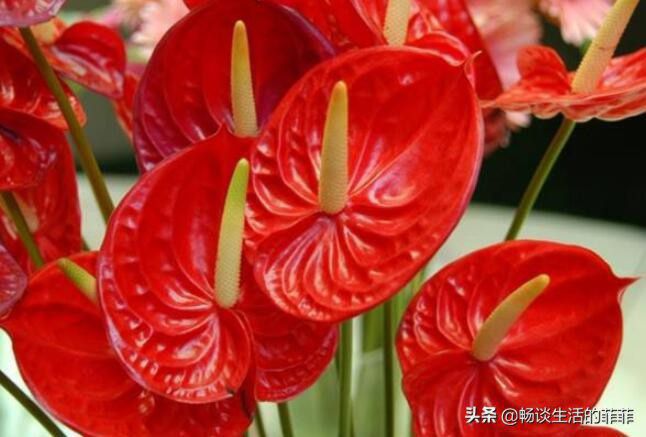 红掌在家居风水中的作用，摆放对了对宅中的女主人特别好