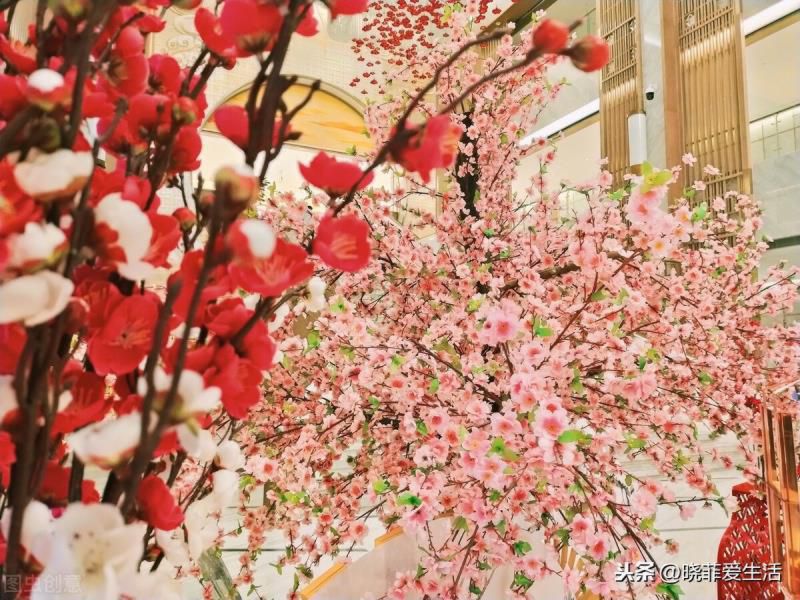 为什么过年要养桃花？宏图大展、福运临门，粉嫩无暇、旺财又养人