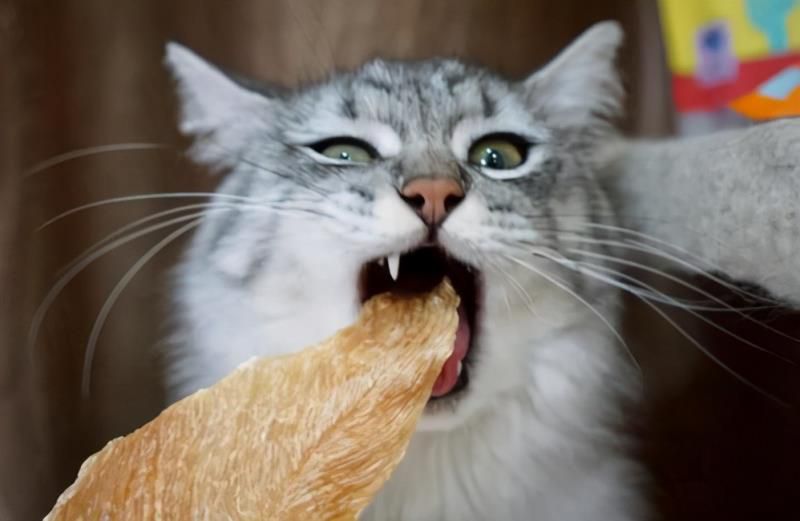 猫有六个特征尽量不要养的好的表现，猫和人的缘分是注定的